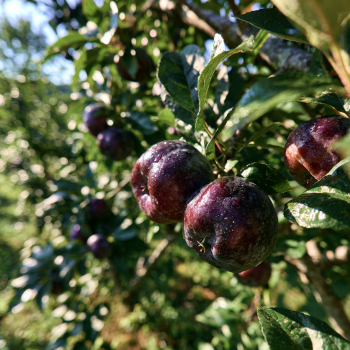 Arkansas Black Apple Trees Pre-Bagged Bareroot 6-12" Tall